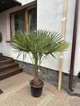 Trachykarpus Fortunei wys. 120-140 cm