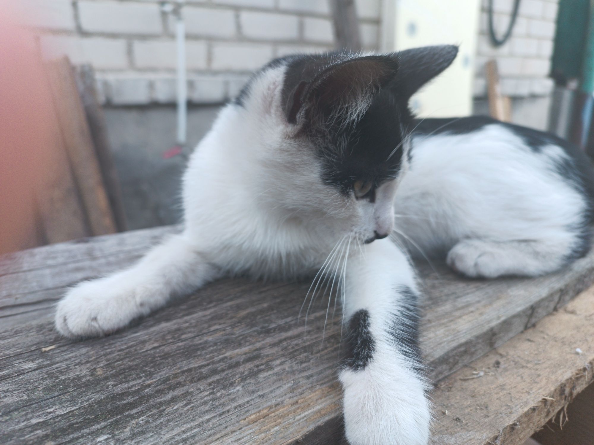 Кошеня для дітей