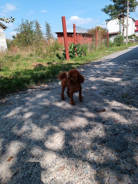 Тікап пудель міні і мальтіпу F1 ф2 дівчатка і хлопчики Ред  Львів.