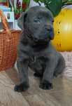 Cane Corso mocny piesek
