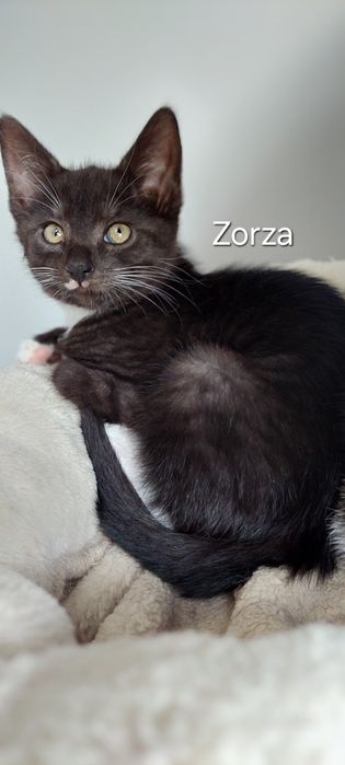 Kora 3 miesięczna koteczka