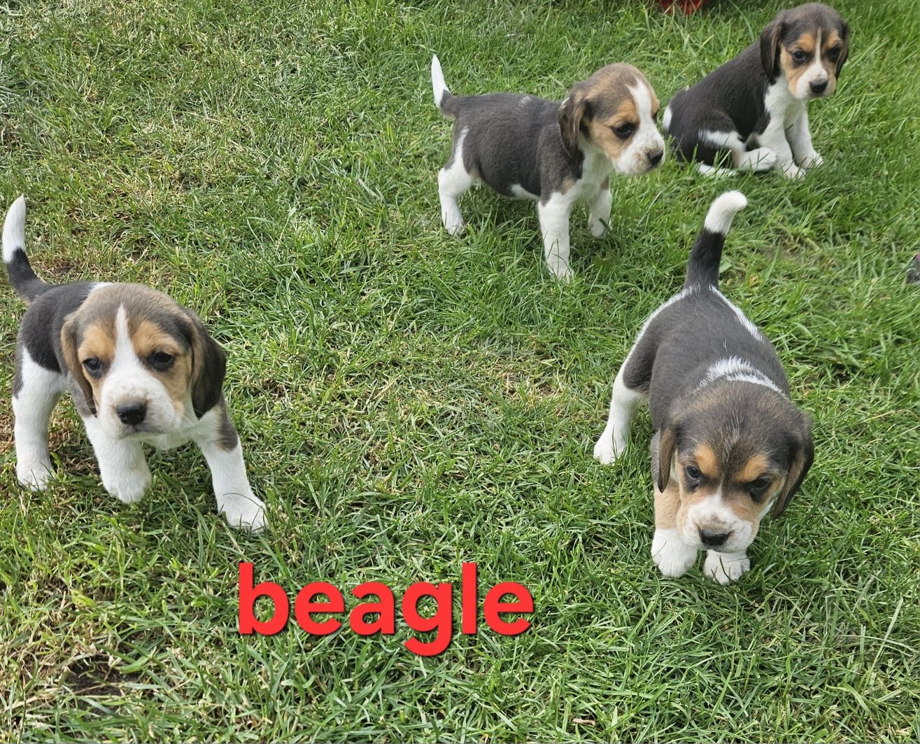 Beagle z Rodowodem do odbioru