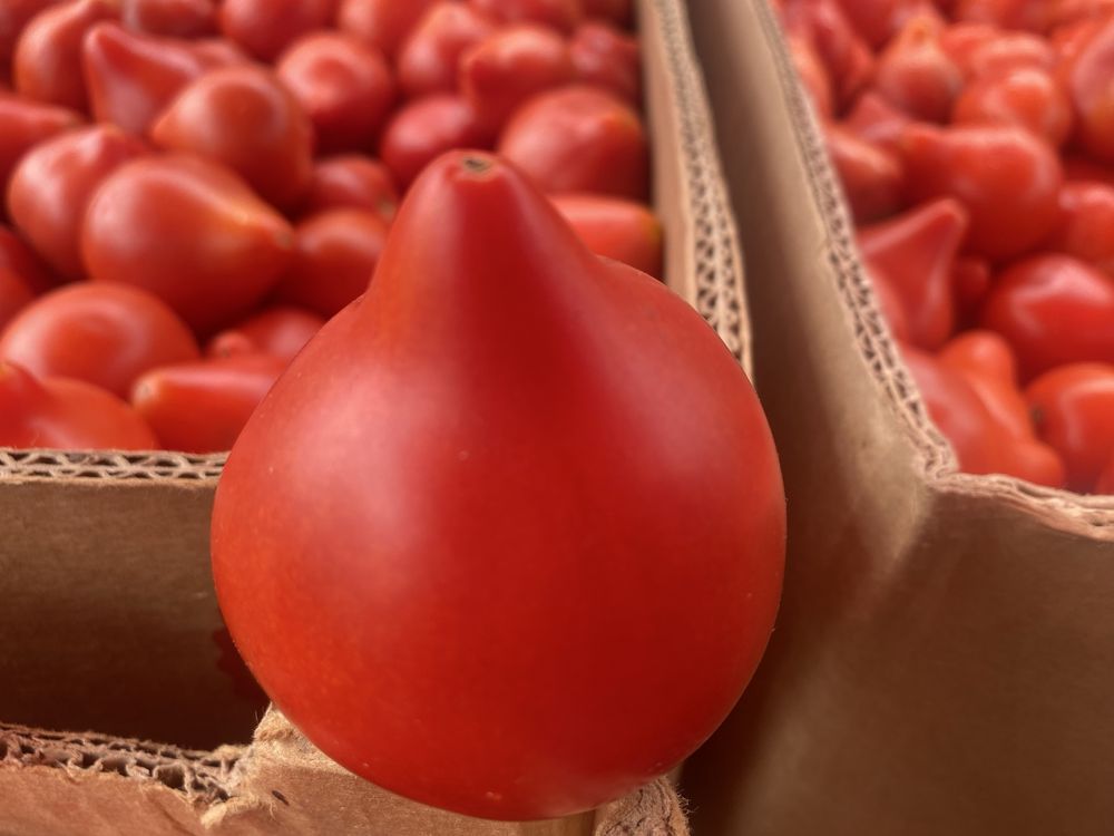 Продам помідор дуже смачний
