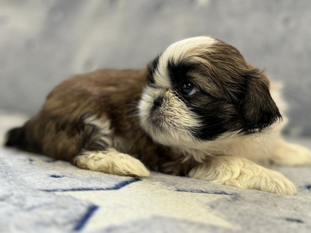 ARIA - Piękna suczka rasy Shih Tzu