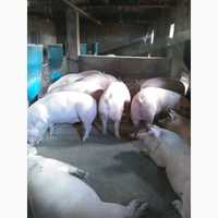 Продам свиней живою вагою 150-180 кг.Беконні.