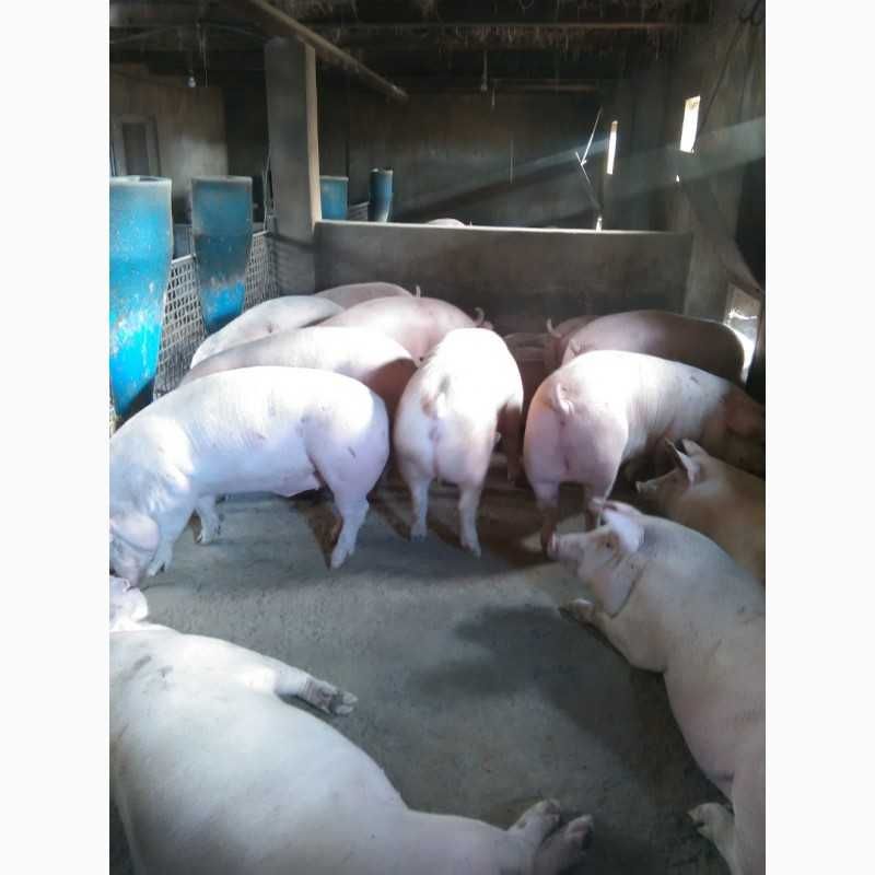 Продам свиней живою вагою 160-200 кг.Беконні.20 голов.
