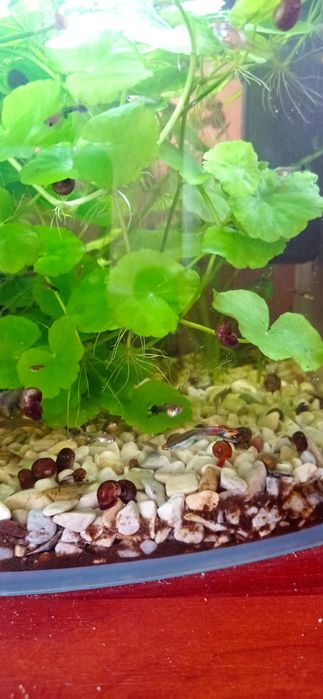 Рибки Гуппі молоді