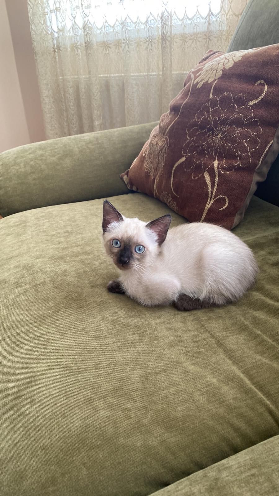 Сиамские котята!!!