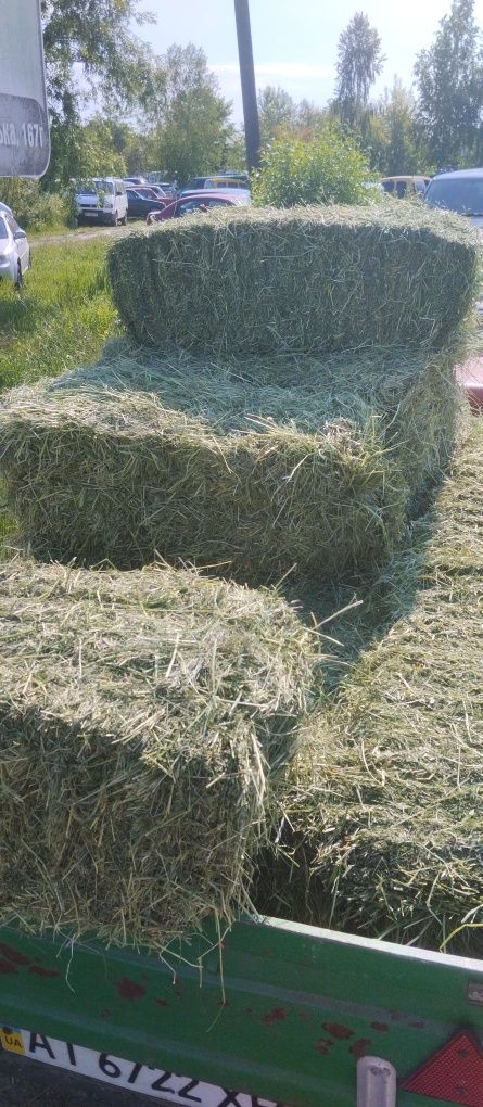 Продам сіно, солому(пшенична,овсяна) 2025