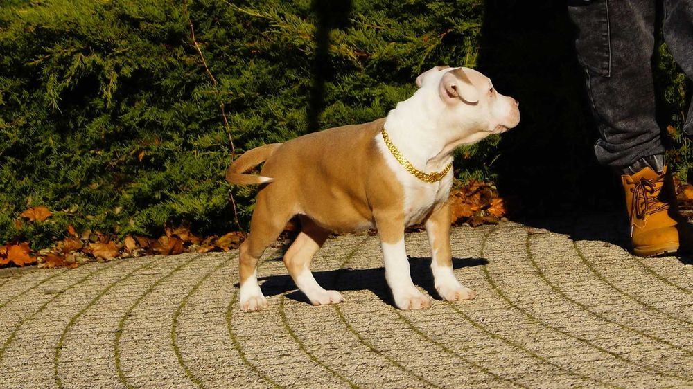 Lolek,szczeniak Amstaff z rodowodem.  Gotowy do odbioru