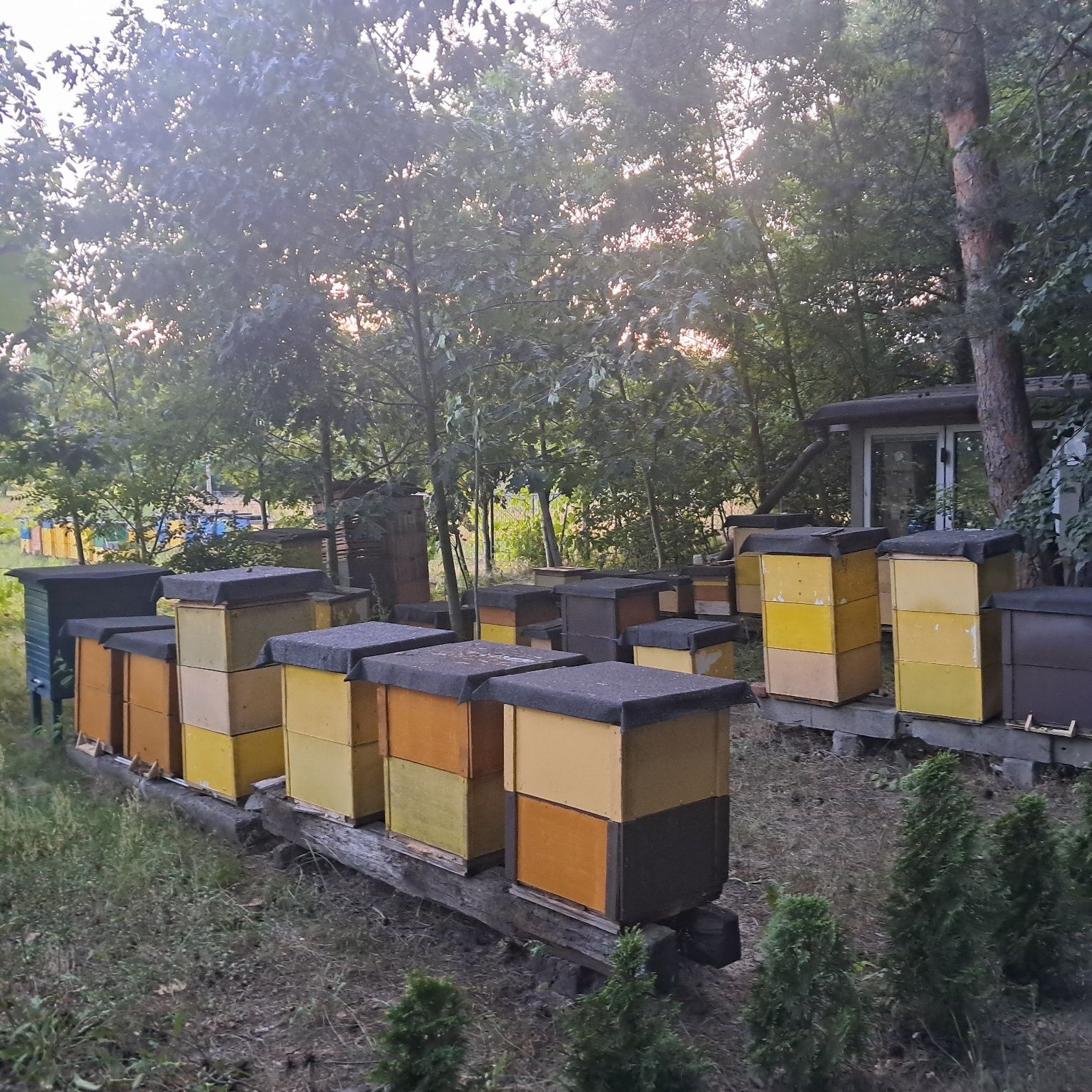 Pszczoły ule wielkopolskie pasieka