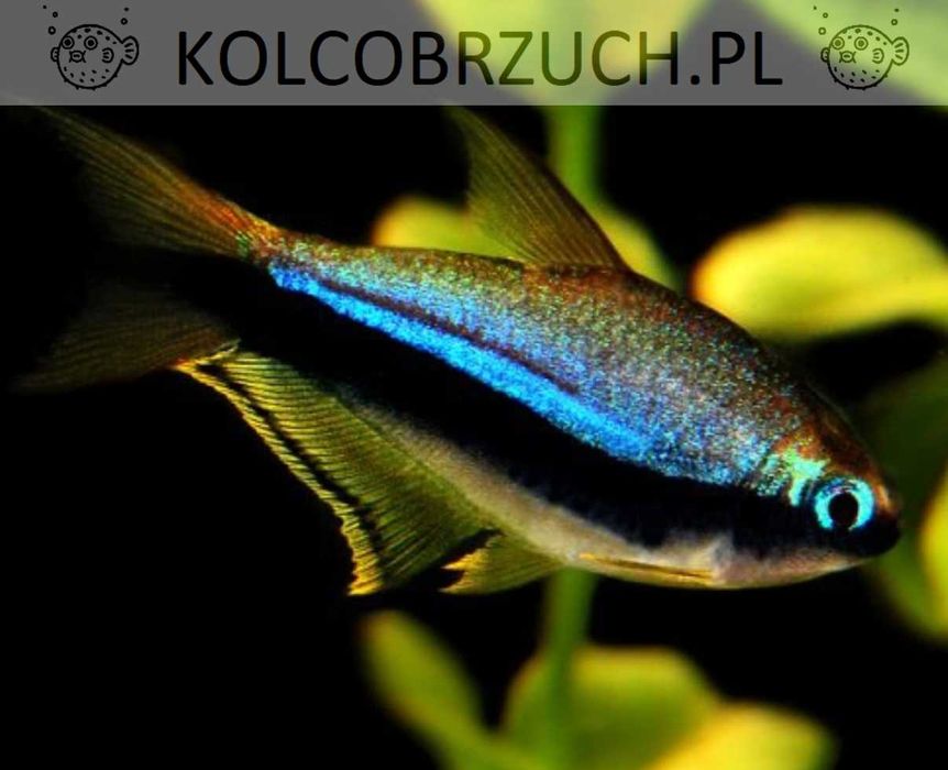 Tetra cesarska - Nematobrycon palmeri - dowozimy, wysyłamy