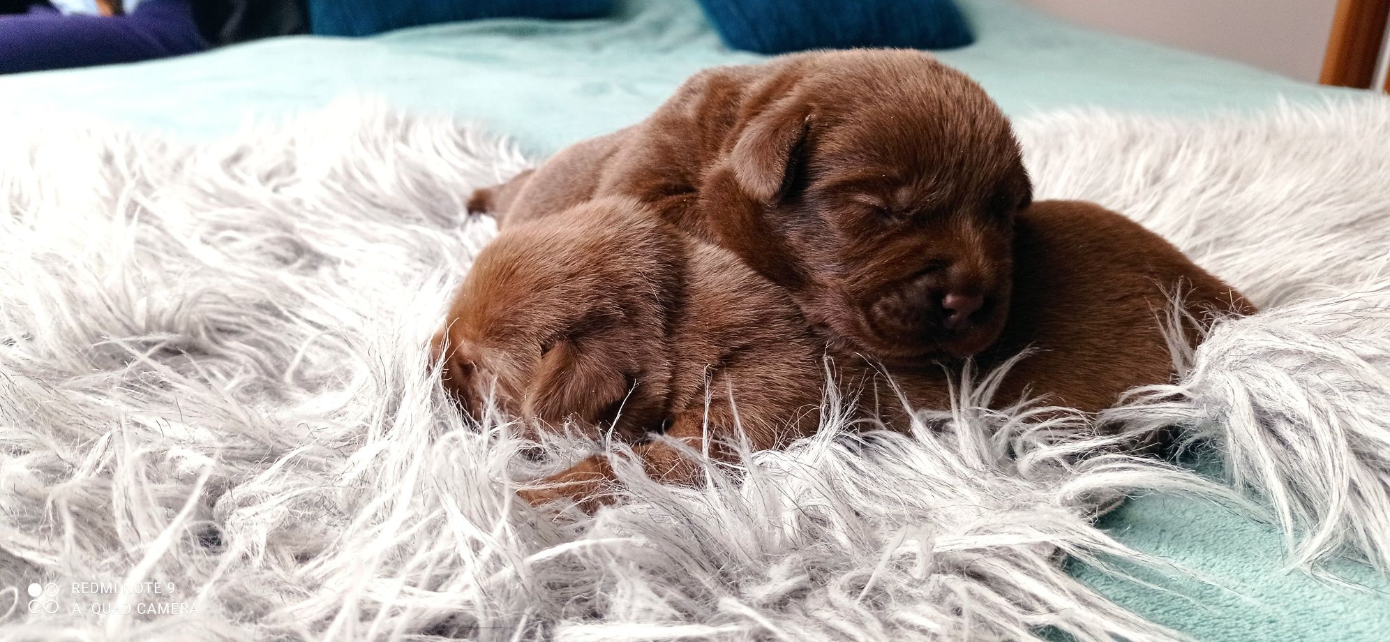 Labrador czekoladowy