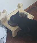 Comedouro e Bebedouro para Gato