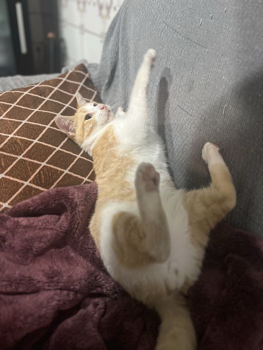 Furico - gatinho filhote pra adoção com urgência