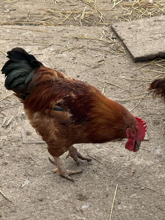 Galo adulto disponivel