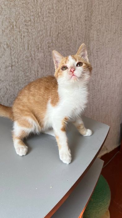 Віддам_ кішки_ кошеня _ стеша