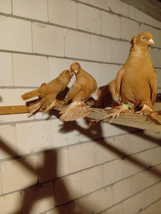 Golebie Wywrotki Blauwindry