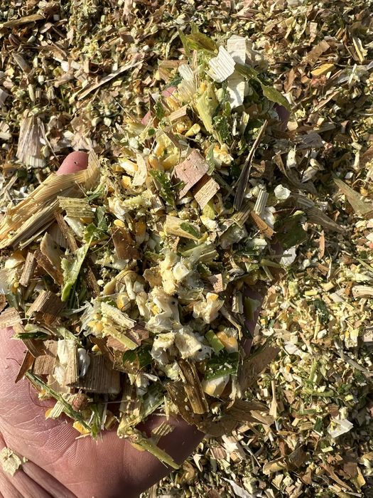 Kiszonka z kukurydzy