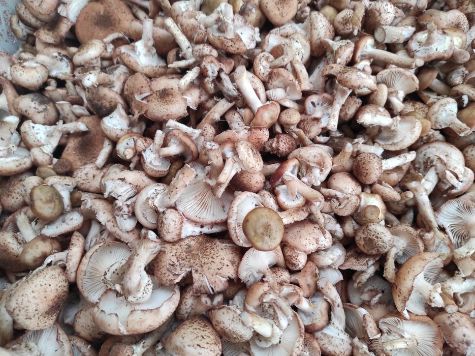 Uzbieram sprzedam grzyby opieńki