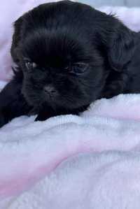 Przepiekna sunia Shih tzu