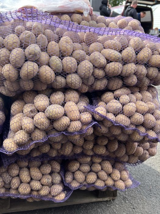 Насінева картопля сорая - 3 репродукція