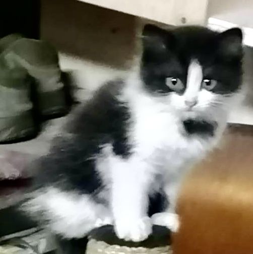 Котята 2мес пушистый черно-белый котенок кошеня черный котик чорний