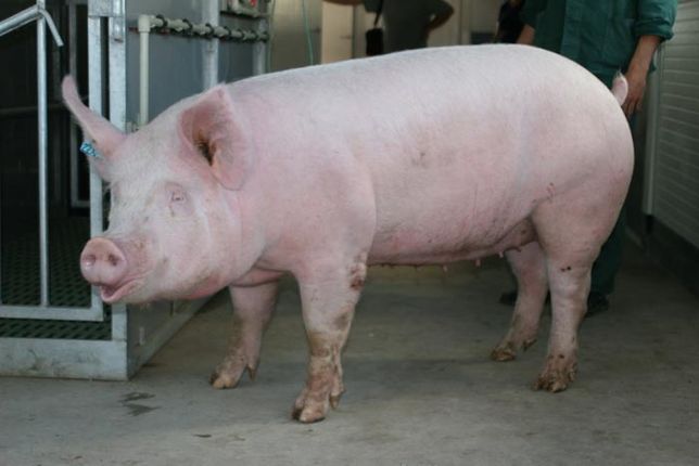 Свиня вага близько 170 кг.