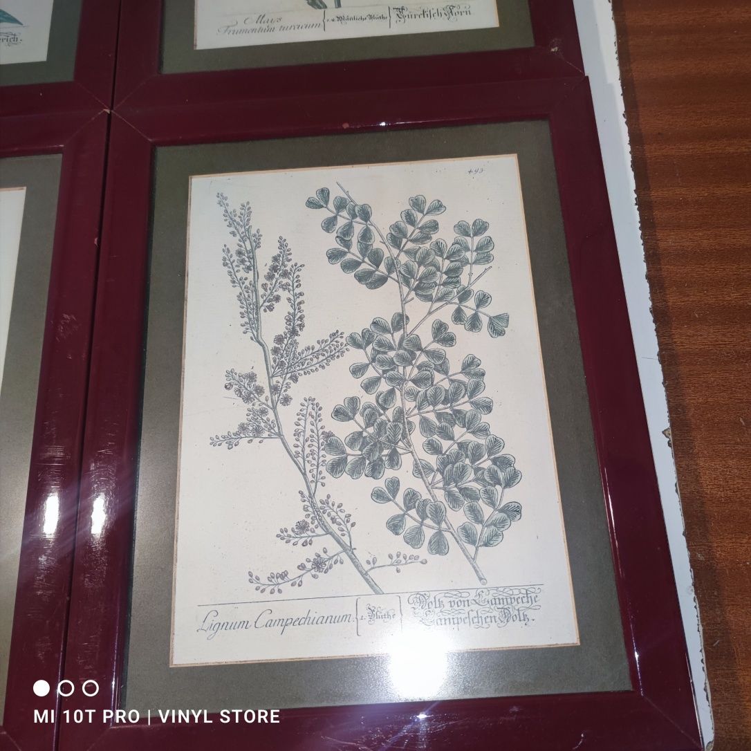 Quadro / Moldura - Plantas 4 Unidades