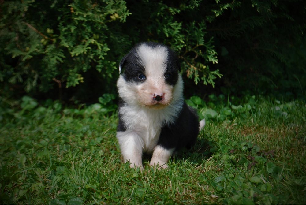 Sprzedam szczeniaki Border Collie
