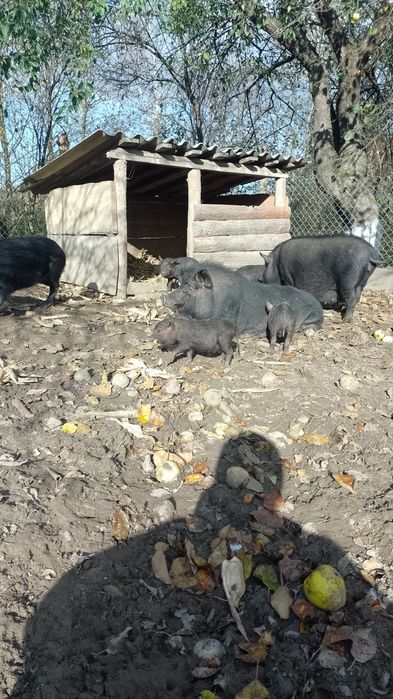 В'єтнамські поросята