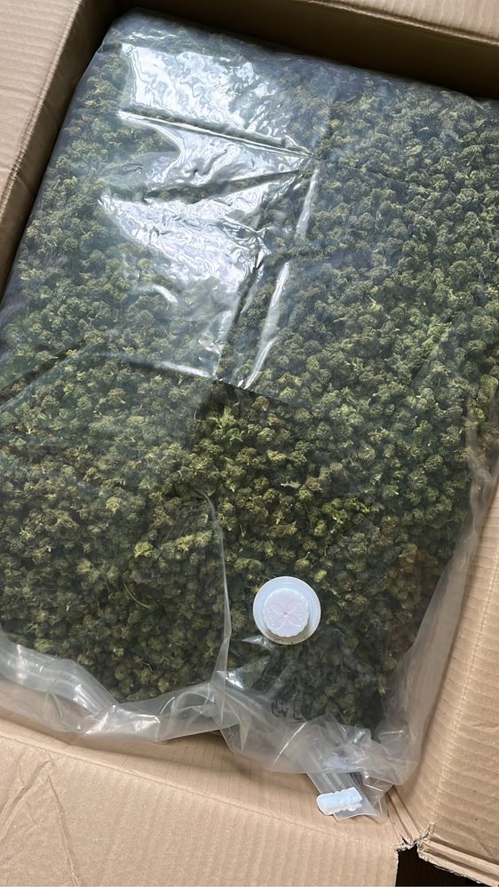 Susz konopny  CBD "CT" 1kg