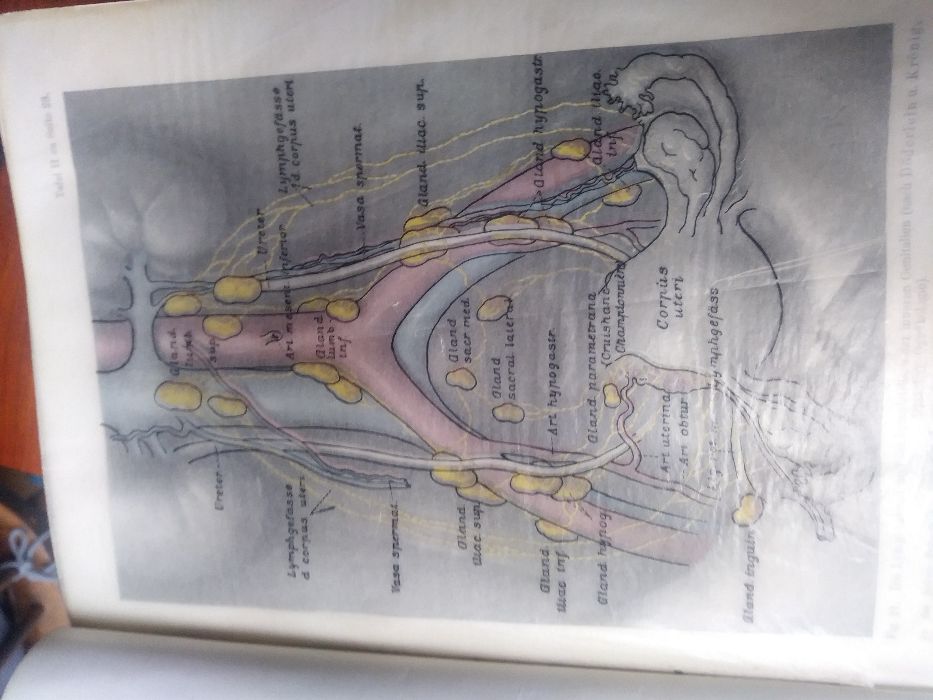 książki niemieckie medyczne przedwojenne