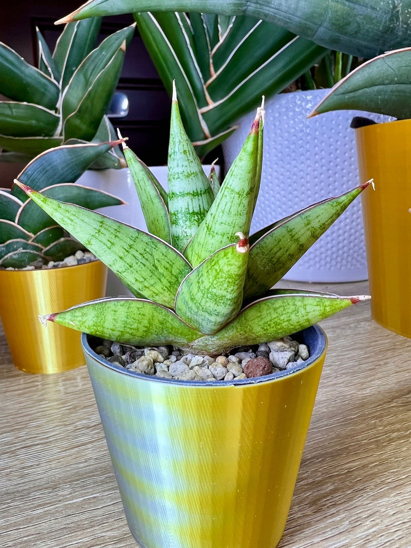 Sansevieria hybrid Digito sansewieria