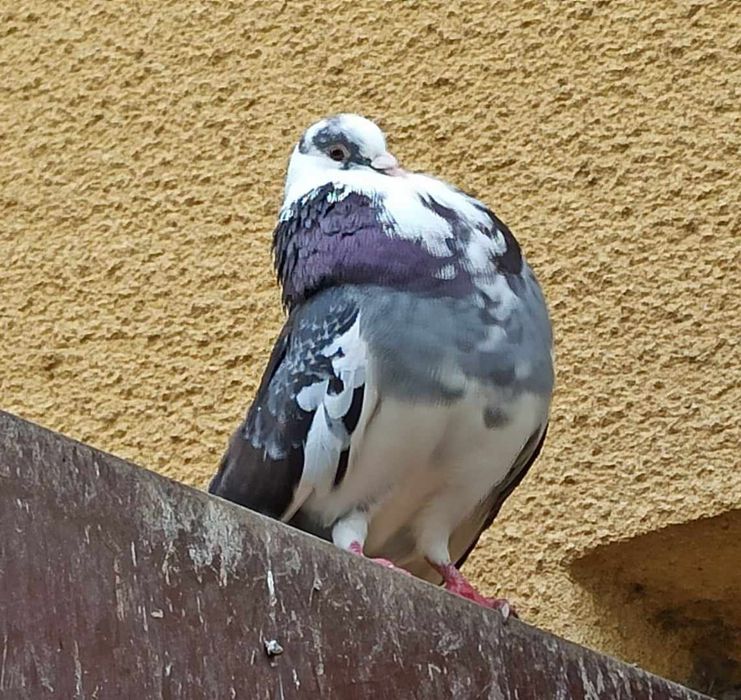 Pawiki gołębie ozdobne - samce