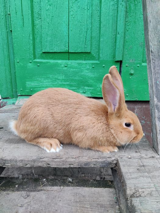 Кролики кролі бургунці