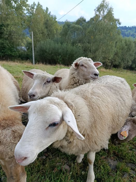 Jagnięta owce jagnięcina