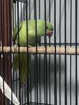 Ring Neck aceito troca