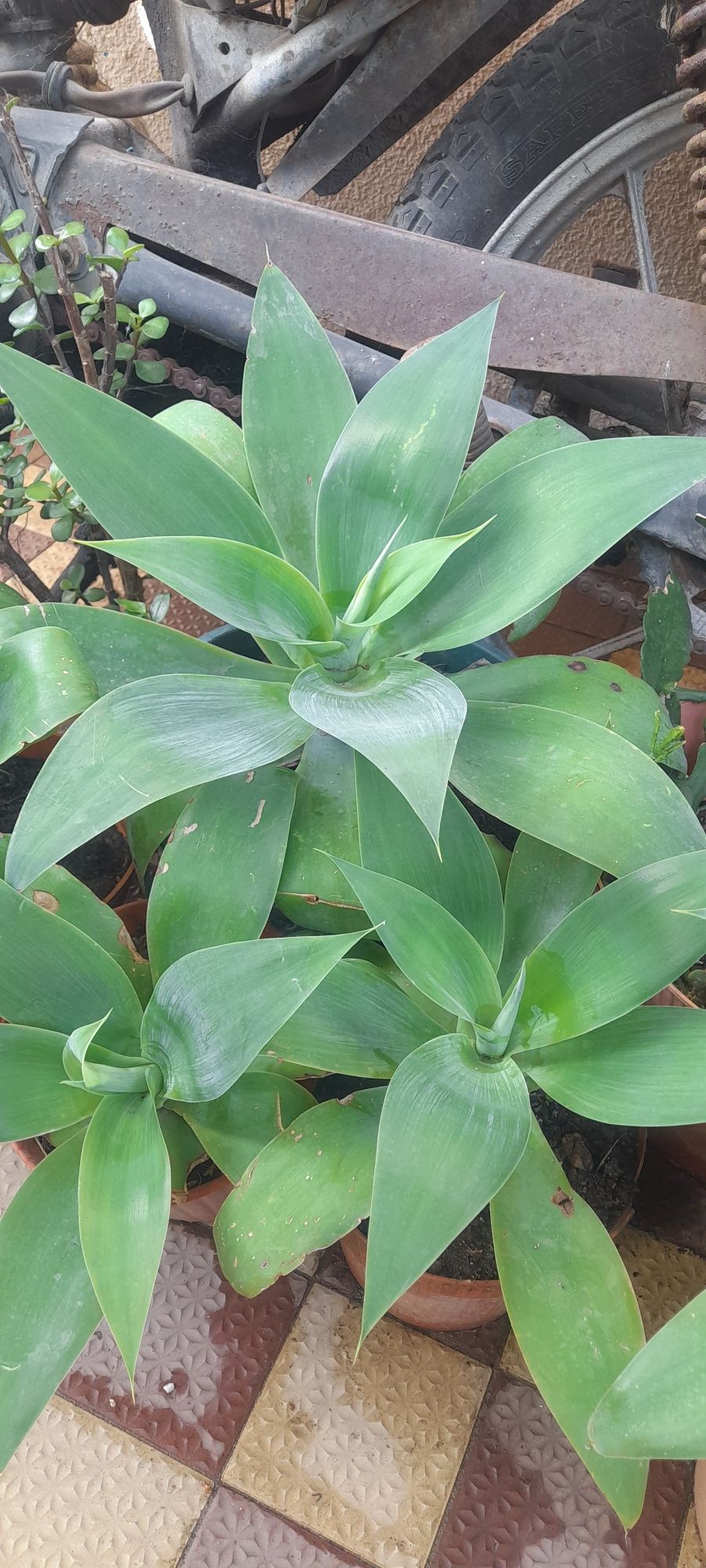 Planta Agave-Dragão