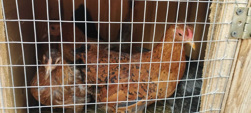 Карликові кури .