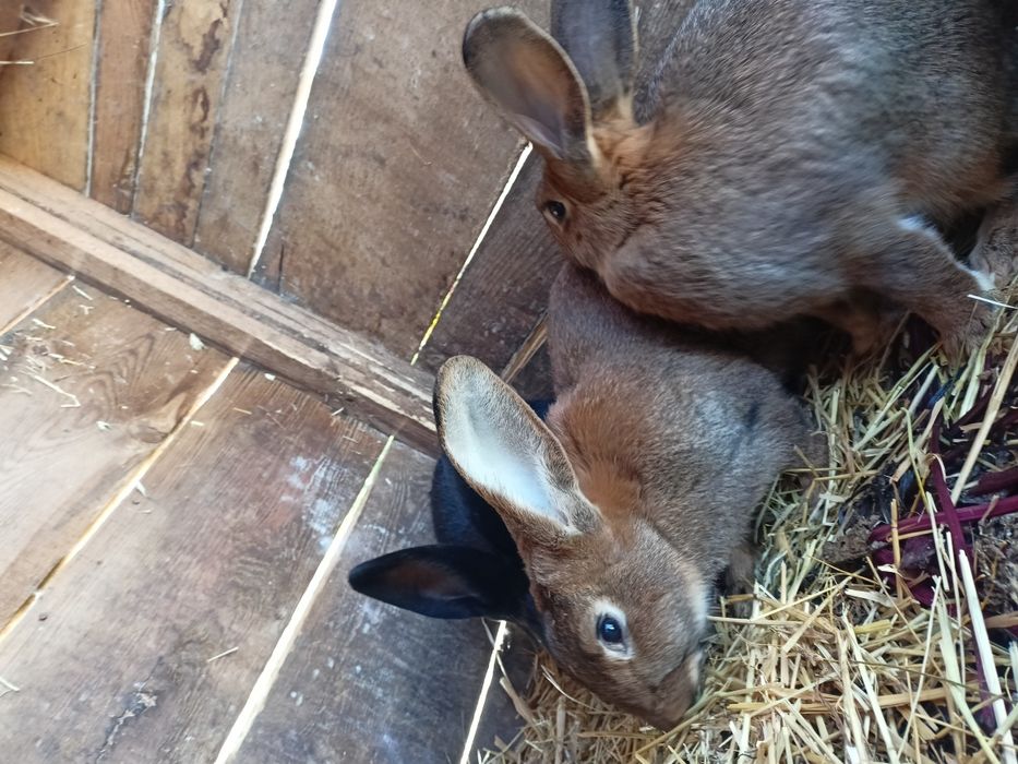 Młode Króliki mieszańce