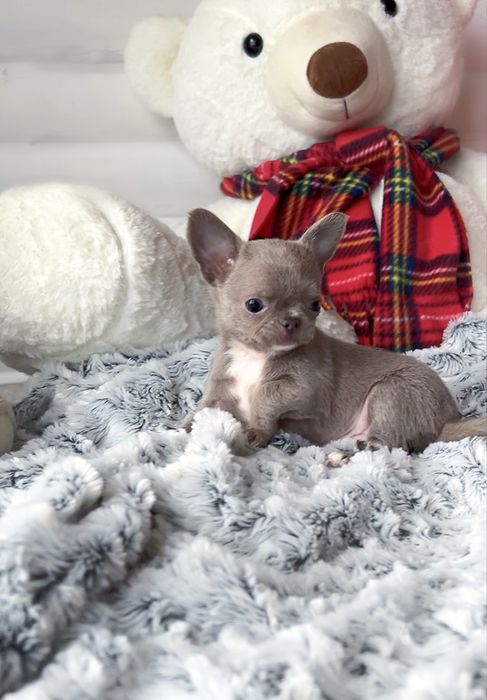 Эксклюзивная экстра-мини девочка чихуахуа лилового окраса