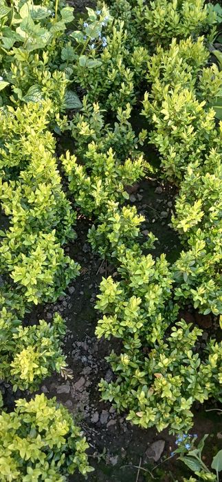 Стрижений бордюрний самшит