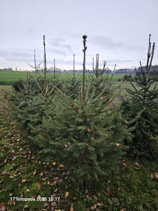 Choinki - Świerki Pospolite