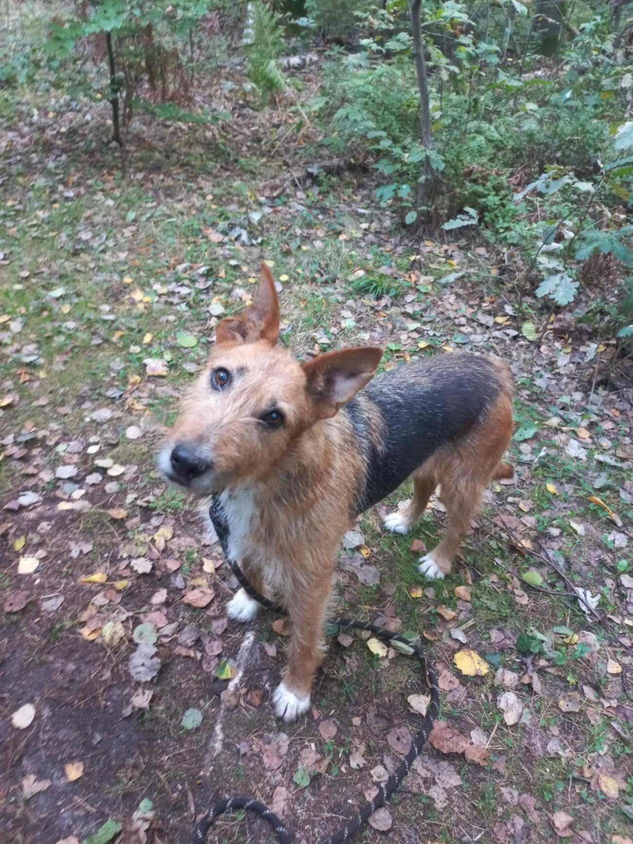 NUKA śliczna terrierka szuka swojej rodziny, młoda, adoptuj, za darmo