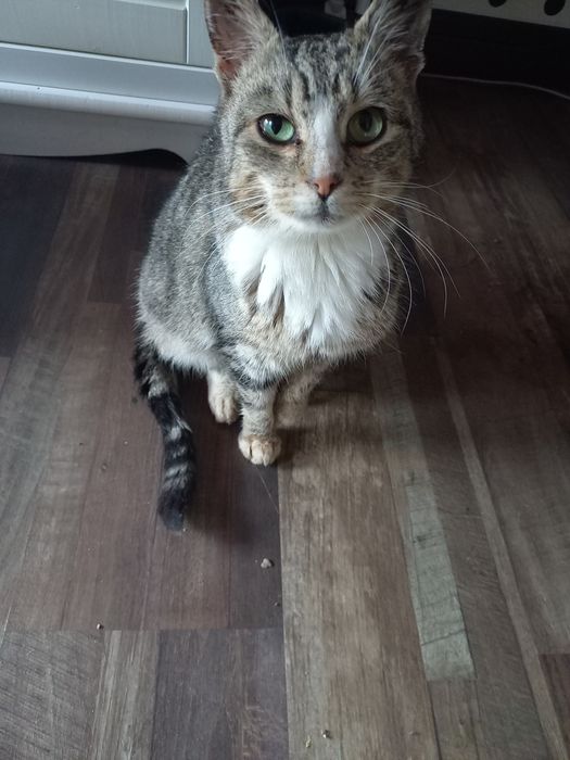 Kotka koczowala pod Biedronką w Trabkach Wlk. pasiasta z kontuzją łapk