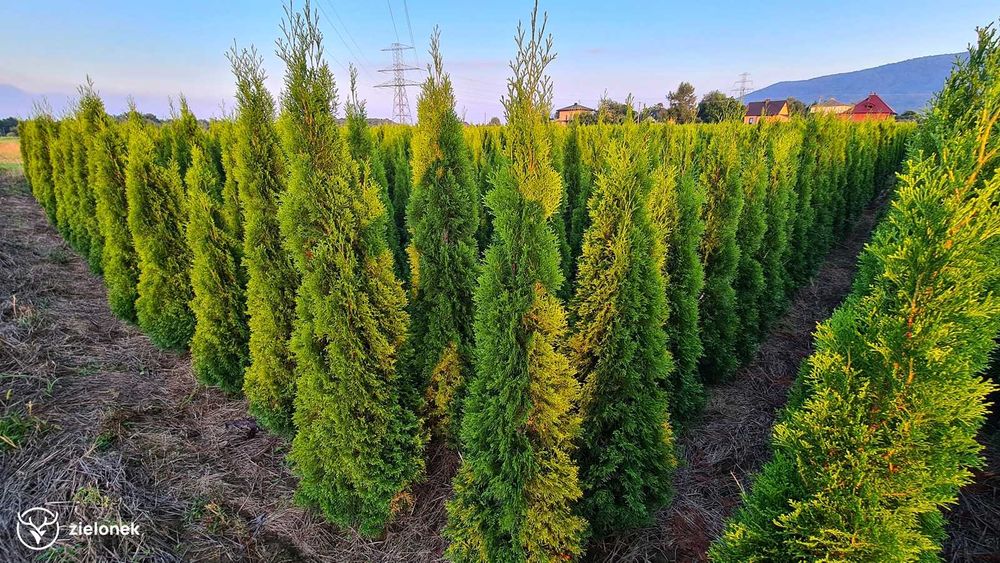 Tuja Szmaragd 200-220 cm
