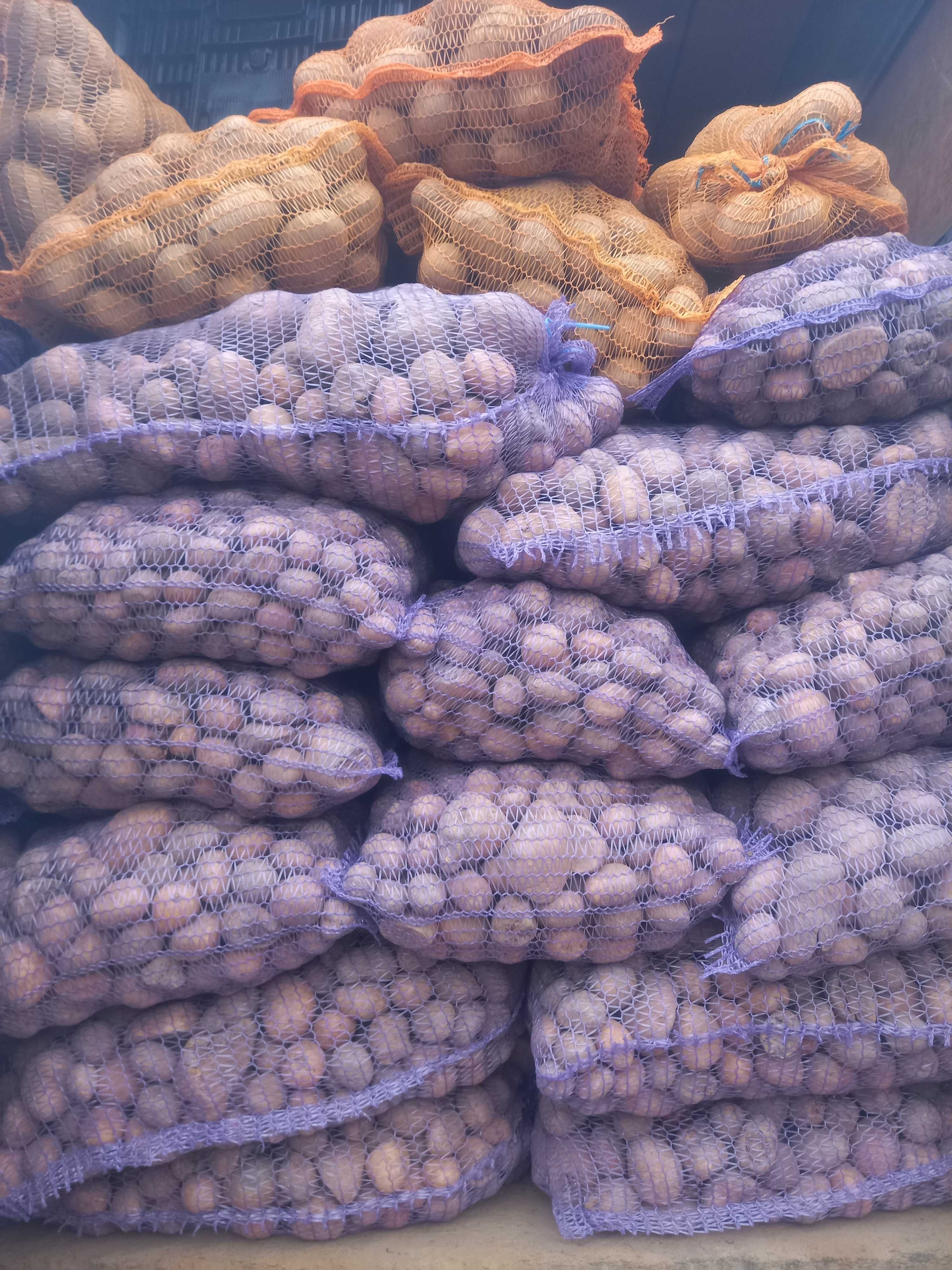 ziemniaki Paszowe (opasowe) dla kur,kaczek,gęsi
