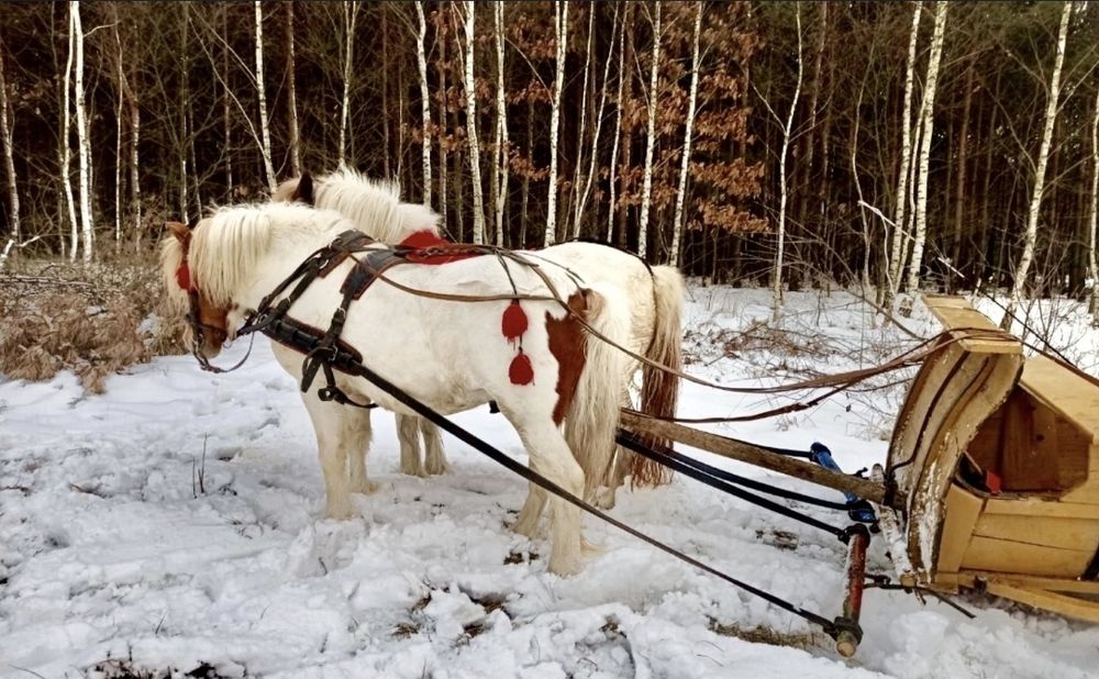 Kuc szetlandzki ogier