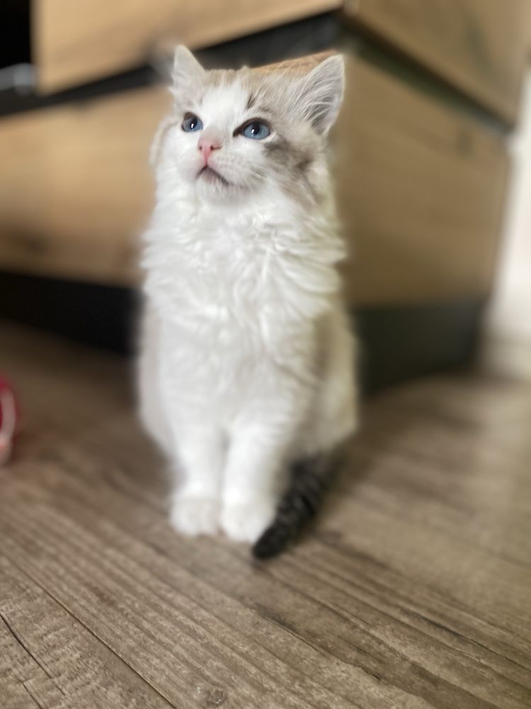 Ragdoll sliczny kocurek